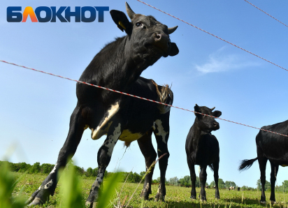 Нехватка пастбищ и подорожание кормов ударили по поголовью скота на Кубани 