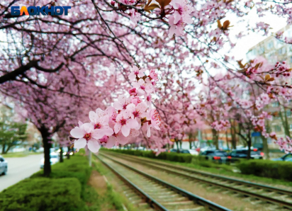 Вторая Япония: Краснодар утонул в цветении слив Писсарди