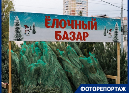 Ели, пихты и сосны заполонили улицы Краснодара: сколько стоят новогодние деревья 