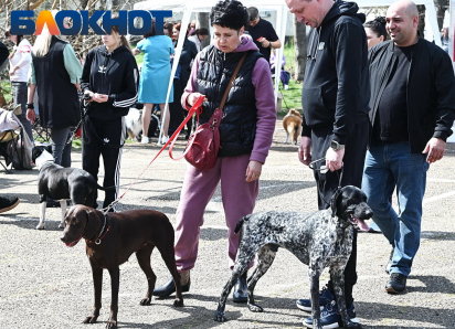 Жёсткий учёт и большие штрафы: как зооволонтёры Краснодара оценили идею обязательной регистрации животных