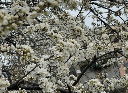 «Краснодар, родненький»: Маргарита Симоньян показала фото цветущего города