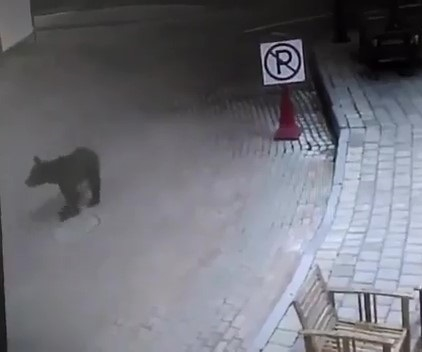 Голодный дикий медведь все чаще выходит к туристам в Сочи