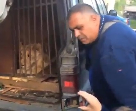 Львицу из Кубани заперли на 10 дней в машине