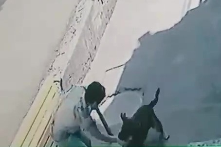 Собака покусала женщину до крови в Новороссийске