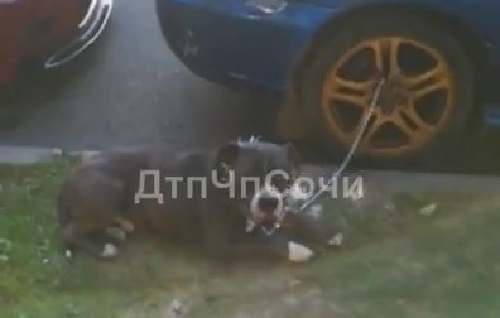 Собаку привязали к колесу машины на жаре в Сочи