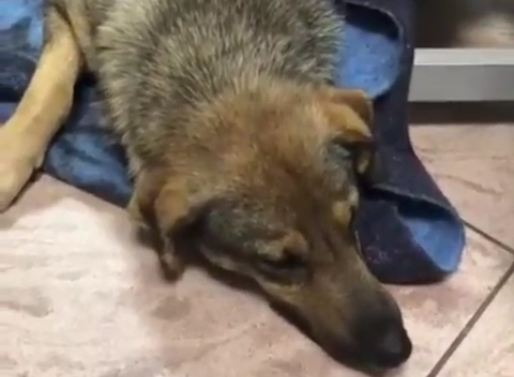 Более ста пуль неизвестный выпустил в бездомного пса в Краснодаре