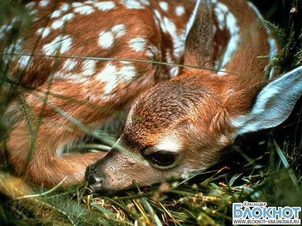 В Кавказском заповеднике Краснодарского края увеличилась смертность оленят
