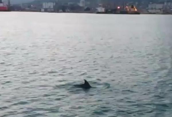 Дельфины «отметились» на набережной Новороссийска