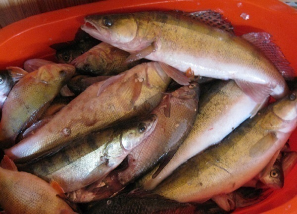 На Кубани запретили вылов рыбы в трех лиманах