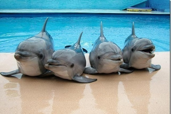 В Сочи Парке появится свой дельфинарий