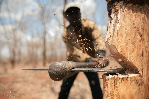В Краснодаре незаконно вырубили деревья на 730 тысяч рублей