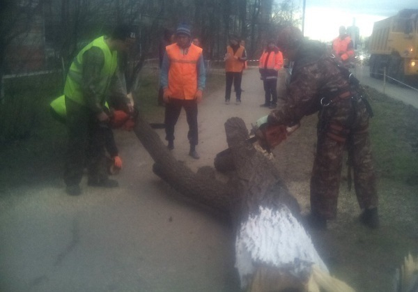 На Ростовском шоссе пенсионеры противостояли рабочим с бензопилами