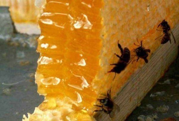 В Краснодар привезли ежевичный и каштановый мед