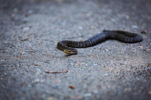 В Краснодаре жителей многоэтажки напугала змея, ползающая под припаркованными машинами