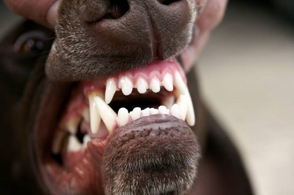 В Новороссийске медики пришили мальчику откушенную собакой губу