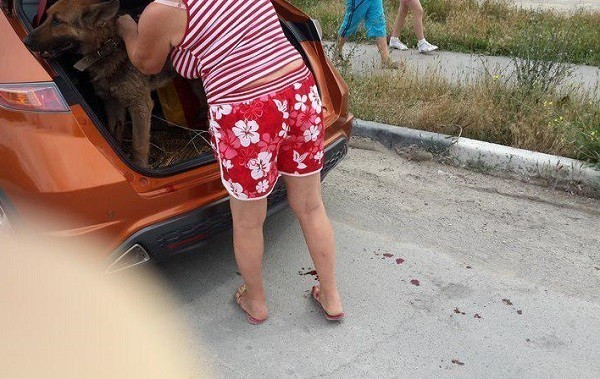 В Новороссийске умерла собака, которую привязанной к машине возила ее хозяйка-живодерка
