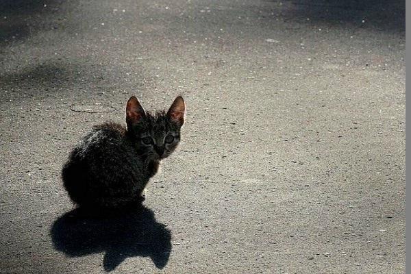 В Туапсе пенсионерка на глазах у ребенка забила котенка насмерть
