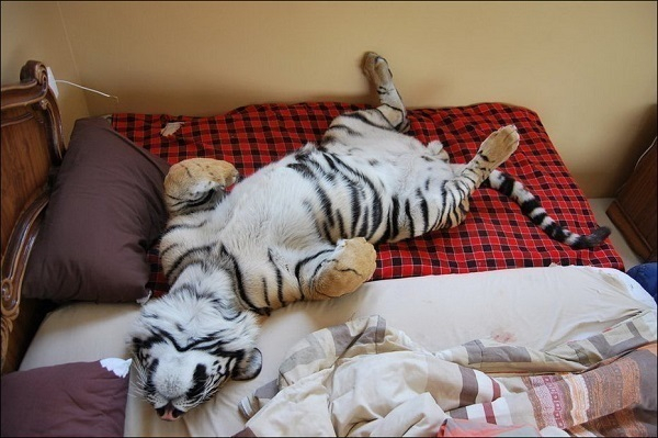 В Новороссийске мужчина держал дома 4-месячного тигренка
