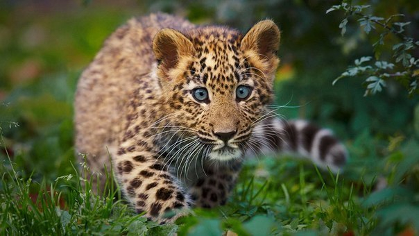 В Сочи родились три детеныша леопарда