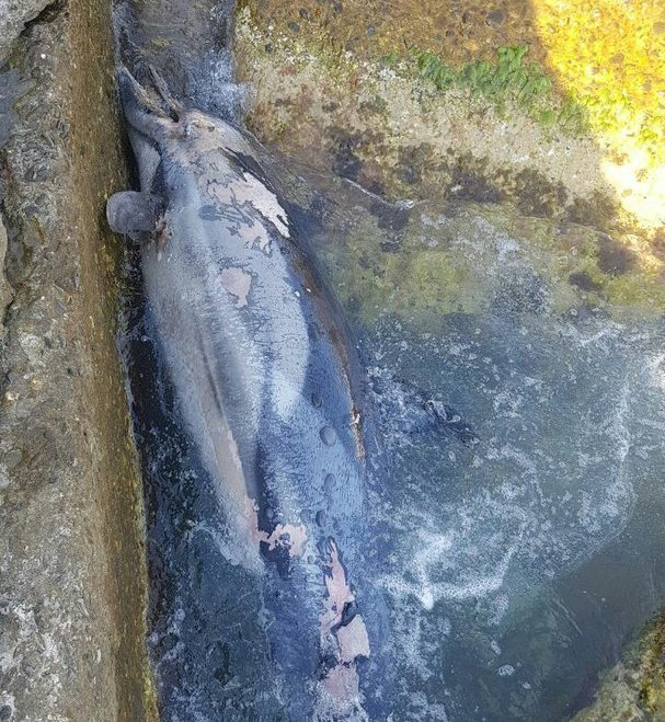 На берег в Сочи вынесло мертвого дельфина