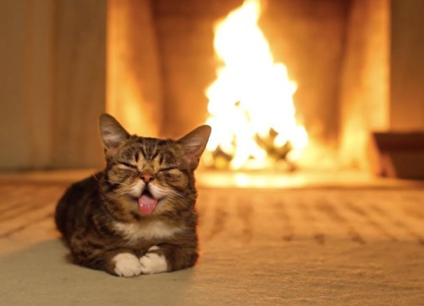 Кот устроил пожар в краснодарской квартире