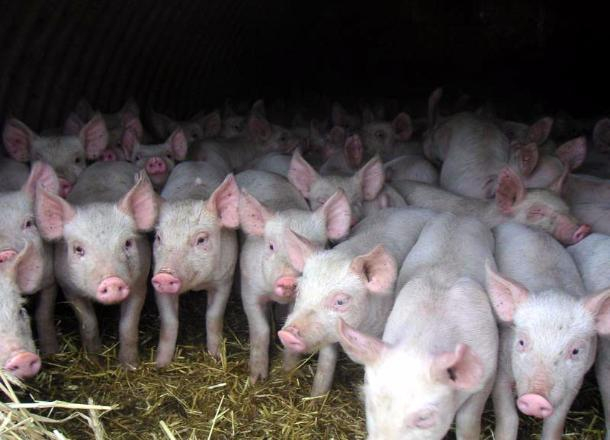 Африканскую чуму свиней вновь зафиксировали в Красноармейском районе