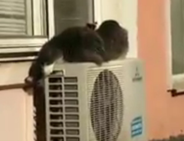 В Краснодаре кто-то выкинул больше десяти котов с балкона