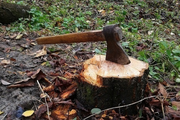 На берегу Кубани неизвестные срубили более 100 деревьев на 18 млн рублей