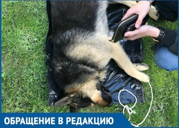Хозяева убили собаку в самом центре Геленджика на глазах у сотен людей