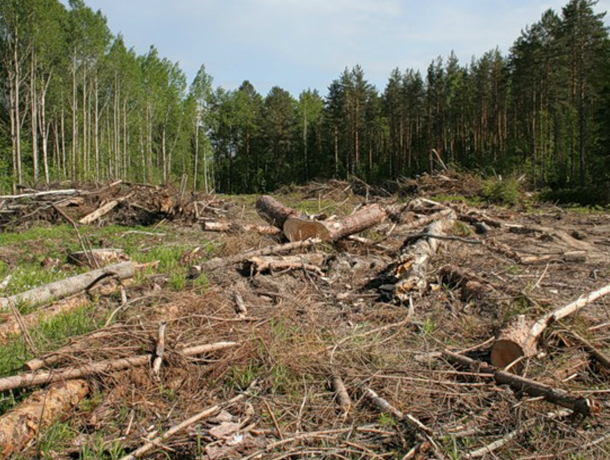 В Туапсинском районе «дровосеки» незаконно вырубили деревья на 200 тысяч рублей