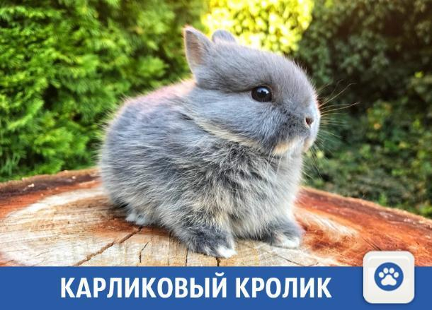 Милых карликовых кроликов продают в Краснодаре