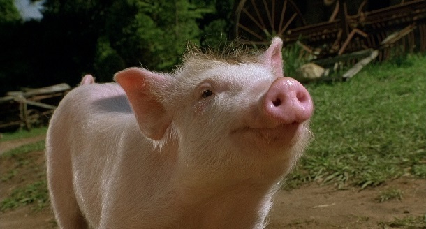 На восстановление популяции кубанских свиней уйдет 2 года