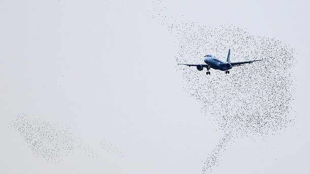 Самолет из Москвы чуть не рухнул из-за краснодарских птиц
