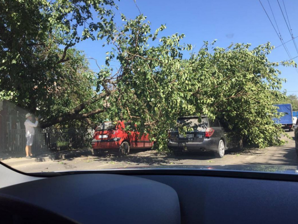 В Краснодаре на стоящие в пробке машины упало дерево