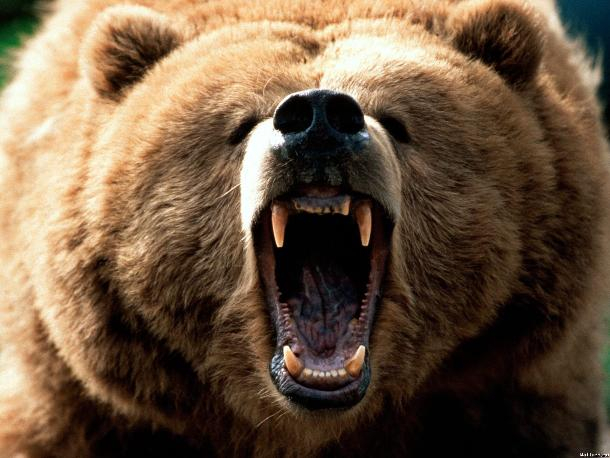 В Сочи дикий медведь убил местную жительницу возле ее дома