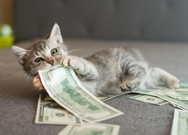 Зверье мое: Краснодар стал лидером по росту стоимости передержки кошек за год