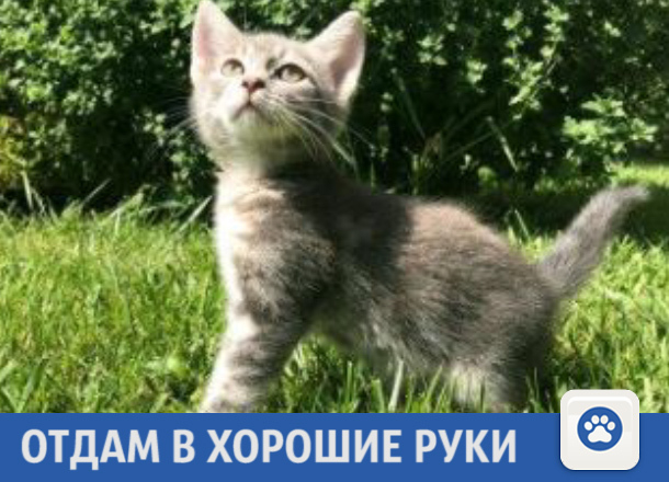 Красивый котенок ищет новых хозяев в Краснодаре