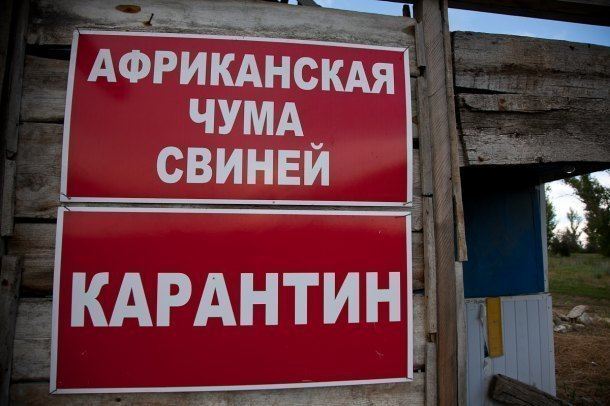 В Краснодарском крае ликвидировали 10 очагов АЧС