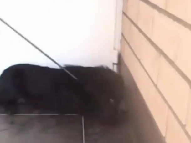 Живодер в Краснодаре пытался убить собаку арбалетом