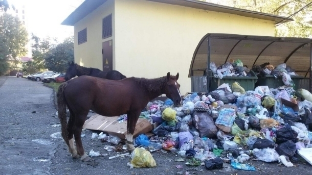 Лошади в Сочи кормятся на помойках