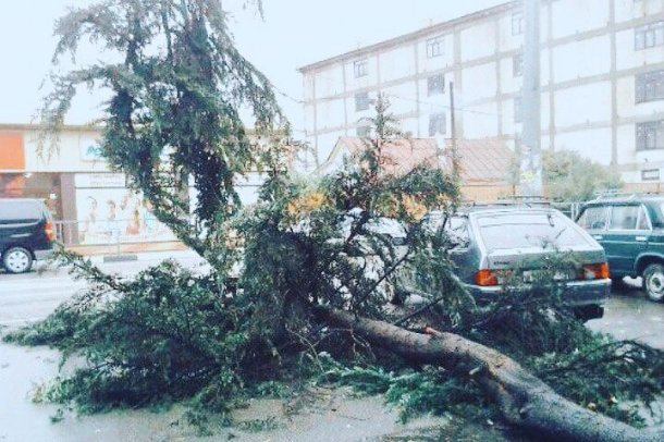 В Сочи ураганный ветер повалил 43 дерева