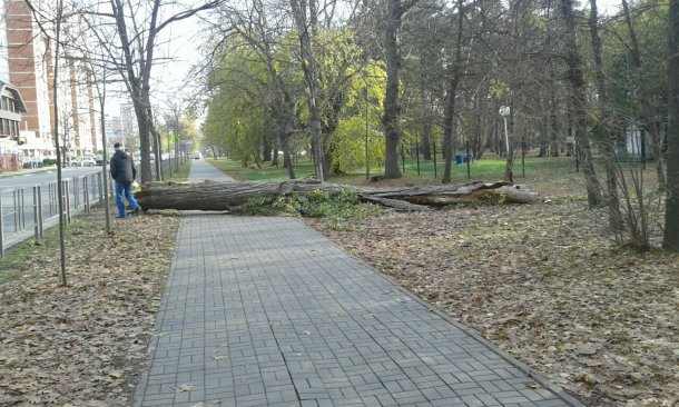 В Чистяковской роще Краснодара на тротуар упало дерево