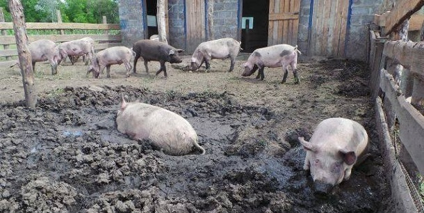 Кубанскому фермеру пришлось избавиться от 99% свиней