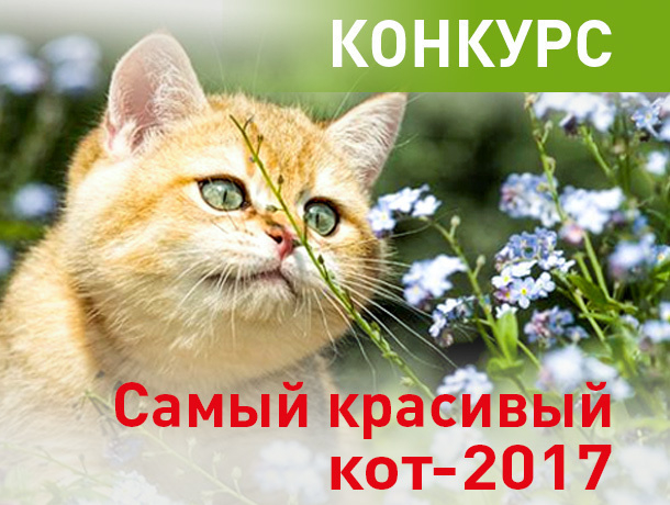 «Блокнот Краснодара» запускает конкурс «Самый красивый кот-2017»