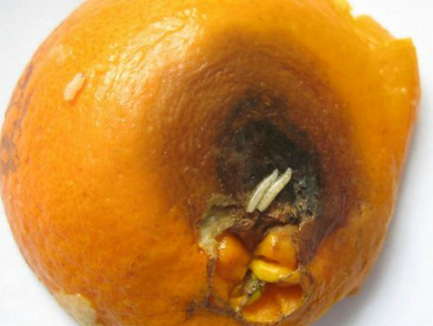 В Новороссийске забраковали тонны апельсинов с личинками из Египта