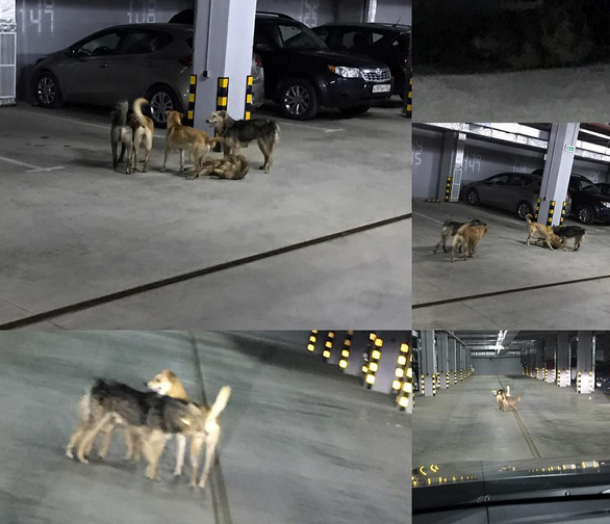 Жители Краснодара попросили губернатора помочь разобраться с бродячими собаками