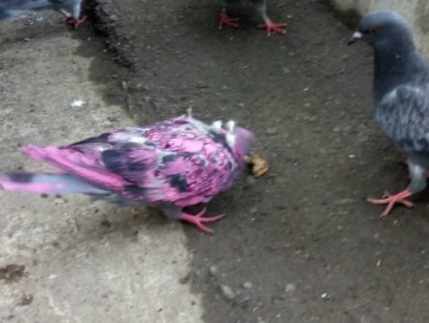 В Новороссийске после мучений розовых самоедов «изуродовали» голубя