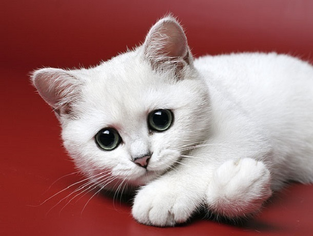 За продажу нереальных котят краснодарку могут посадить на 5 лет