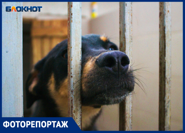«Мы в шоке», - в «Краснодоге» рассказали о новом законе, регулирующем работу приютов для домашних животных