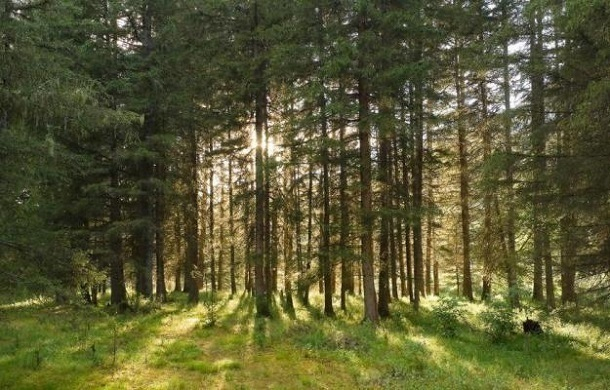 Мужчина на Кубани украл 7 га леса в курортном районе стоимостью 263 млн рублей
